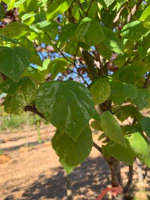 Cercis canadensis Alley Cat (ppaf)