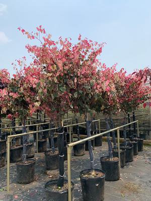 Cercis canadensis Carolina Sweetheart™ (PP27712) 