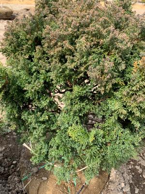 Chamaecyparis obtusa Split Rock