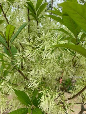 Chionanthus virginicus Spring Fleecing