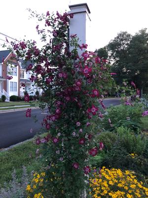 Clematis Avant-Garde
