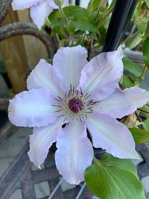Clematis Claire De Lune