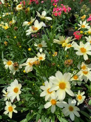 Coreopsis Big Bang Polaris