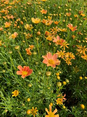 Coreopsis verticillata Sienna Sunset
