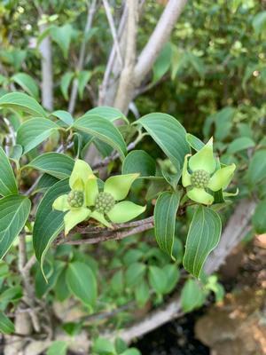 Cornus kousa Greensleeves