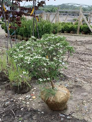 Cornus kousa Little Poncho