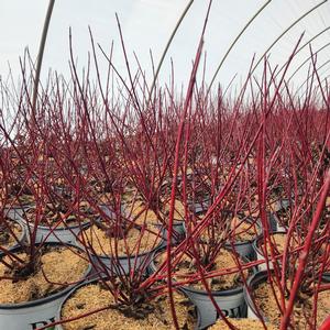 Cornus stolonifera Arctic Fire® (PP18523) 