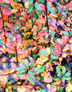 Cotoneaster dammeri Coral Beauty