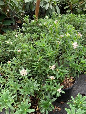 Daphne x transatlantica Eternal Fragrance(PP18361) 