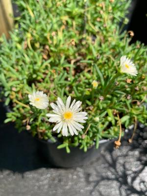 Delosperma cooperi Moonstone