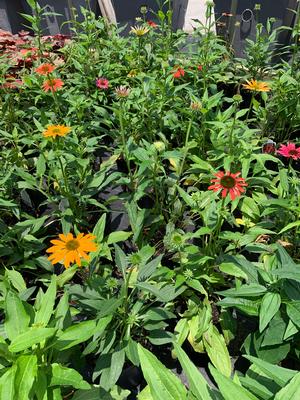 Echinacea Cheyenne Spirit