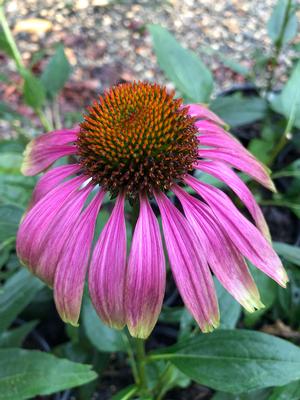 Echinacea purpurea Green Twister