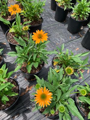Echinacea Tweety