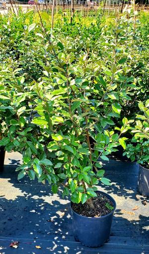 Elaeagnus X Ebbingei
