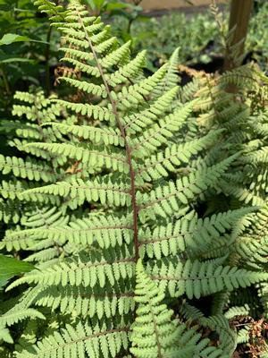 Fern-Athyrium X Ghost