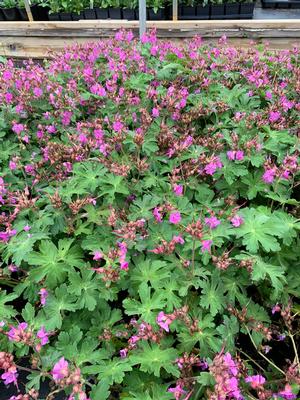 Geranium macrorrhizum Bevan's Variety