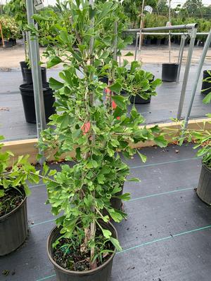 Ginkgo biloba Robbie's Twist