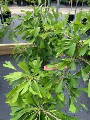 Ginkgo biloba Saratoga