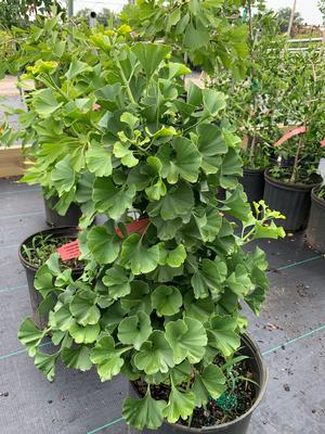 Ginkgo biloba Spring Grove