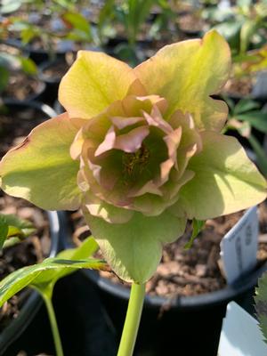 Helleborus Flower Girl