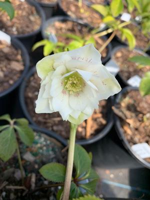 Helleborus Wedding Party Mix