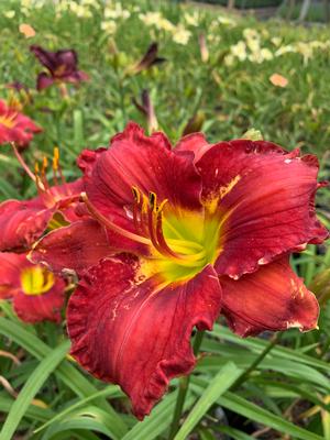 Hemerocallis Funny Valentine