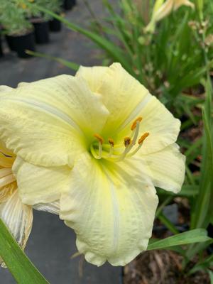 Hemerocallis Joan Senoir