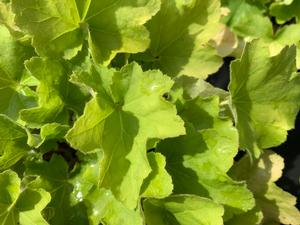 Heuchera Citronelle
