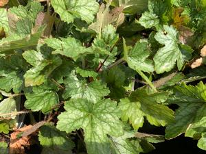 Heucherella Pink Revolution