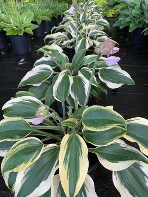 Hosta Blue Ivory