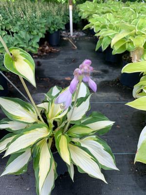 Hosta Color Festival