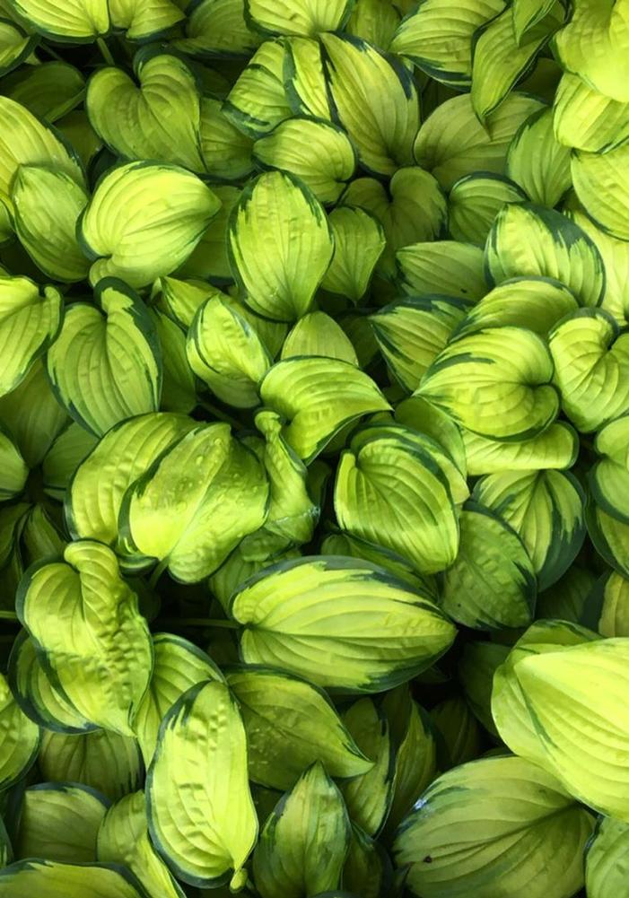 Hosta Guacamole