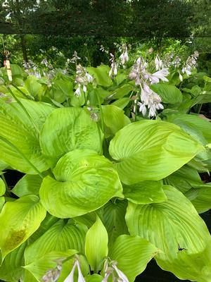 Hosta Sum and Substance