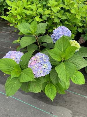 Hydrangea macrophylla Nikko Blue