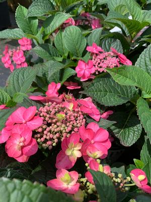 Hydrangea serrata Tuff Stuff™ Red (PP28672) 