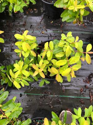 Hypericum calycinum Brigadoon