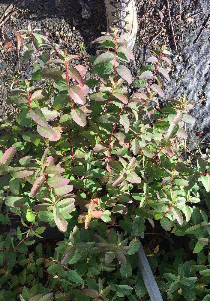 Hypericum Hidcote 