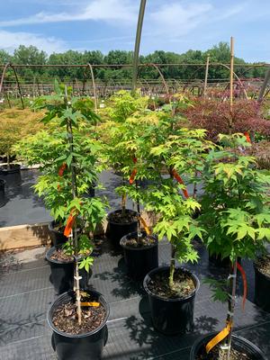 Acer palmatum Osakazuki