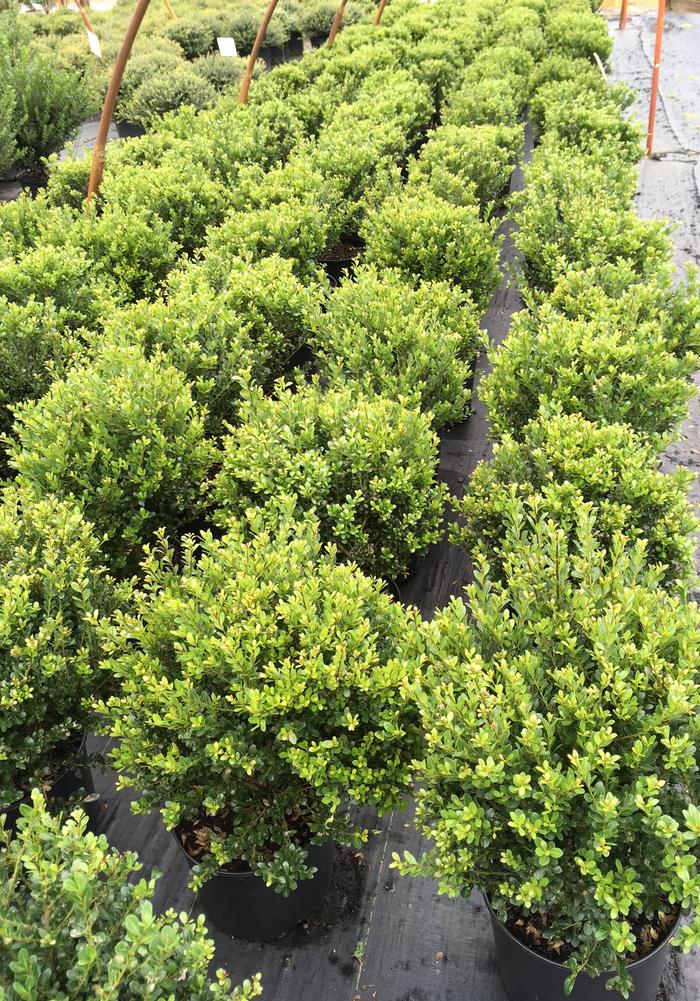 Ilex crenata Compacta