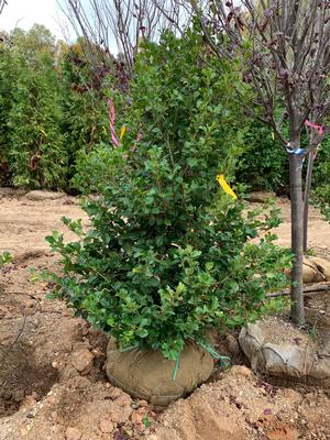 Ilex opaca Satyr Hill