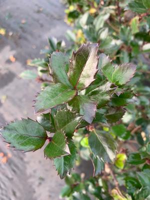 Ilex X meserveae Blue Prince