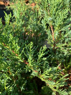 Juniperus chinensis Pfitzeriana Compacta