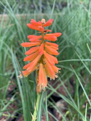 Kniphofia Echo Rojo