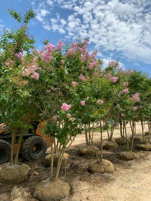 Lagerstroemia indica Muskogee