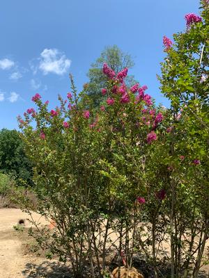 Lagerstroemia indica Twilight