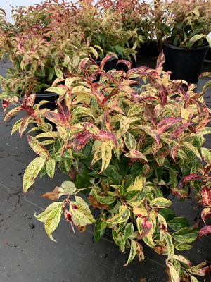 Leucothoe fontanesiana Rainbow