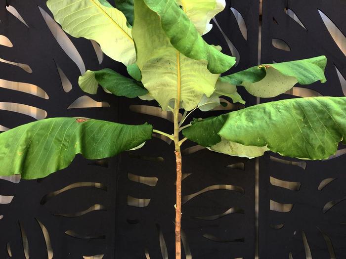 Magnolia macrophylla 