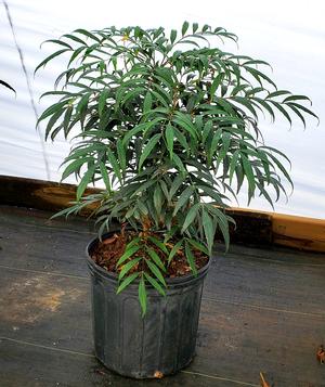 Mahonia confusa Narihira