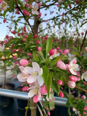 Malus Sugartyme