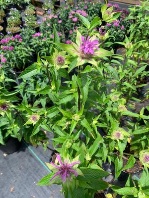 Monarda fistulosa Claire Grace